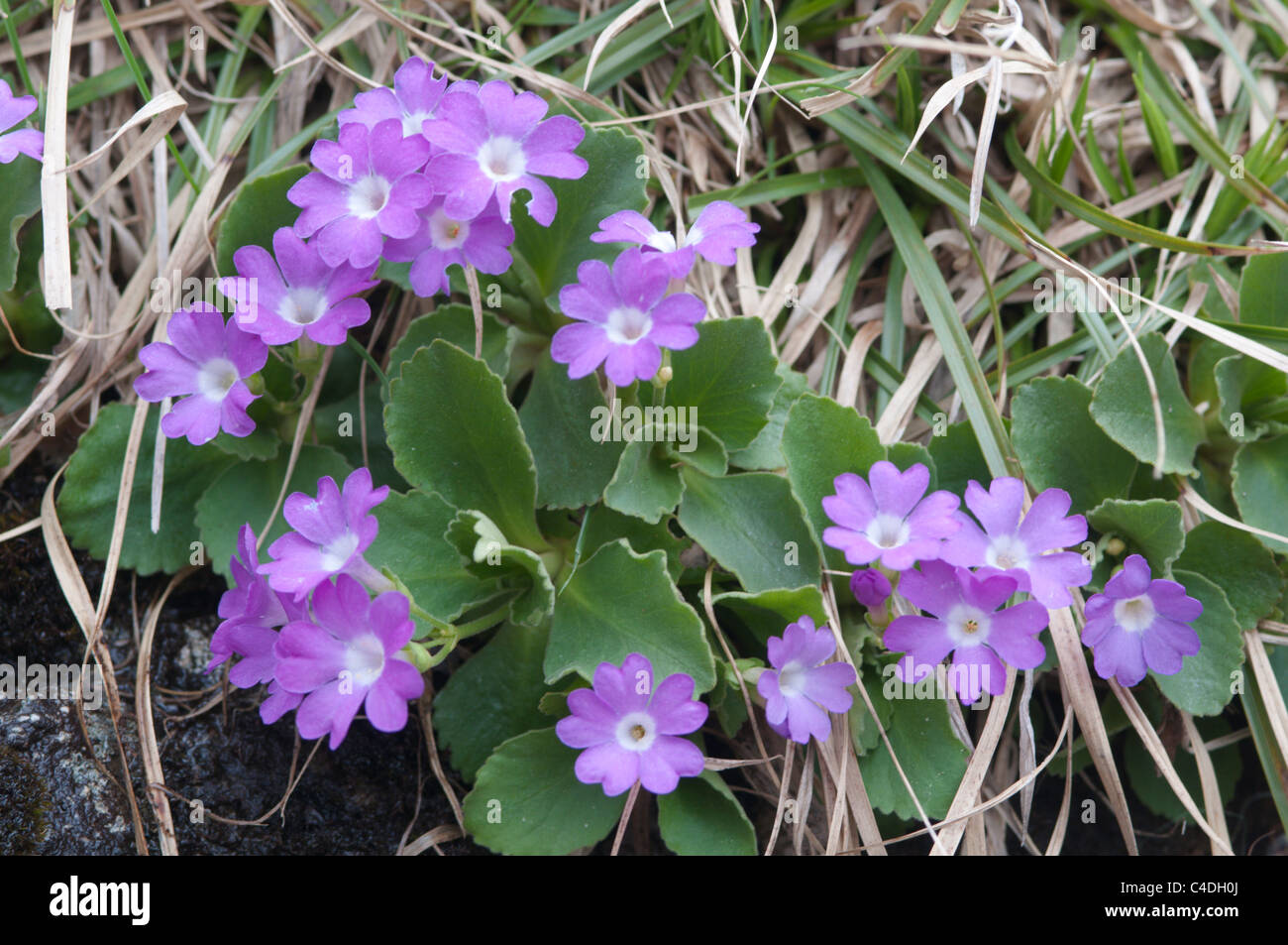 Primula hirsuta. Le Cirque de Troumouse . Parc National des Pyrénées, les Pyrénées, France. Juin Banque D'Images