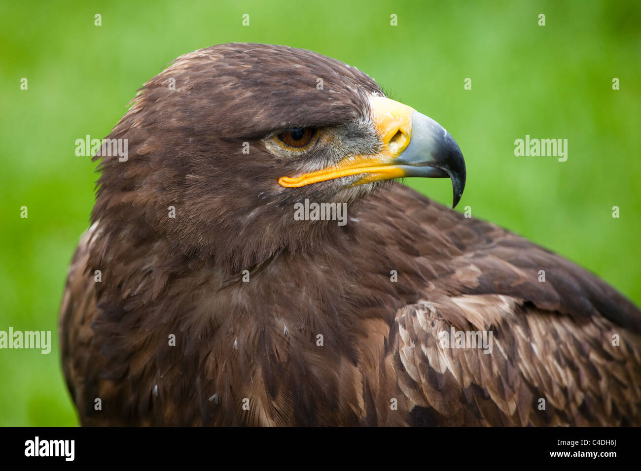 Steppe russe eagle avec tête, bec et plumes Banque D'Images