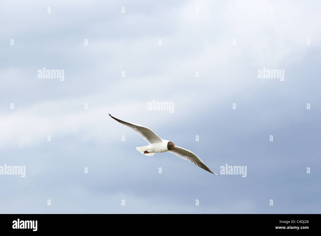 Sea Gull flying avec ailes étirés Banque D'Images