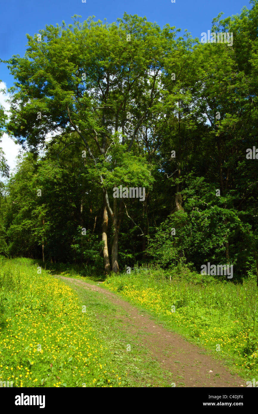 La campagne dans la vallée de Hughenden Chilterns, High Wycombe, Buckinghamshire, Royaume-Uni Banque D'Images