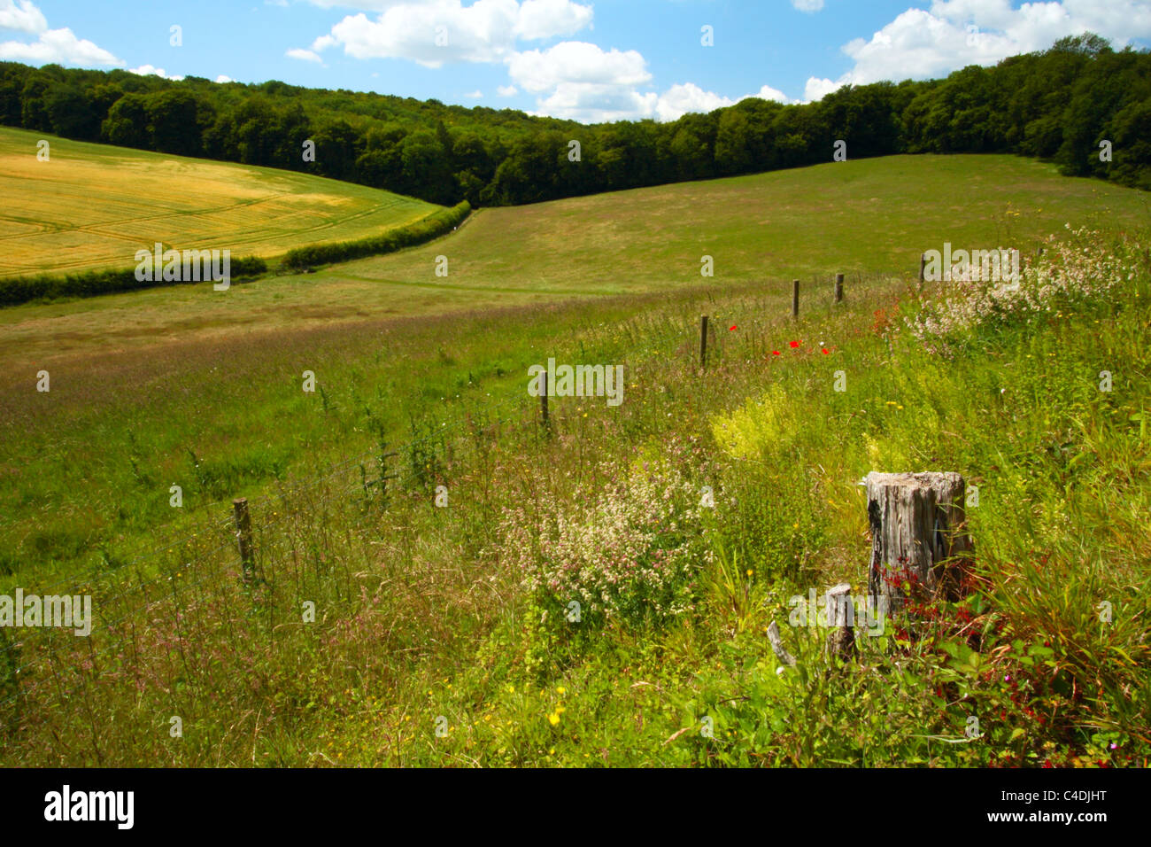 La campagne dans la vallée de Hughenden Chilterns, High Wycombe, Buckinghamshire, Royaume-Uni Banque D'Images