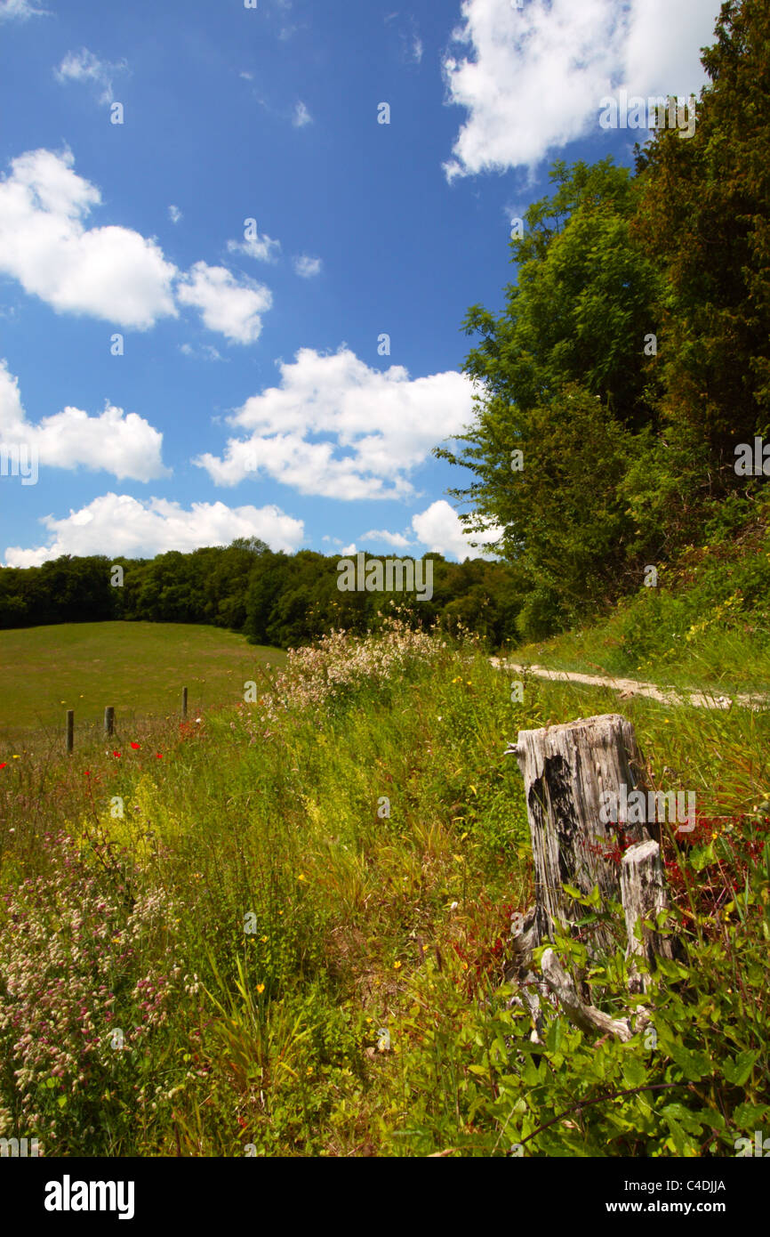 La campagne dans la vallée de Hughenden Chilterns, High Wycombe, Buckinghamshire, Royaume-Uni Banque D'Images