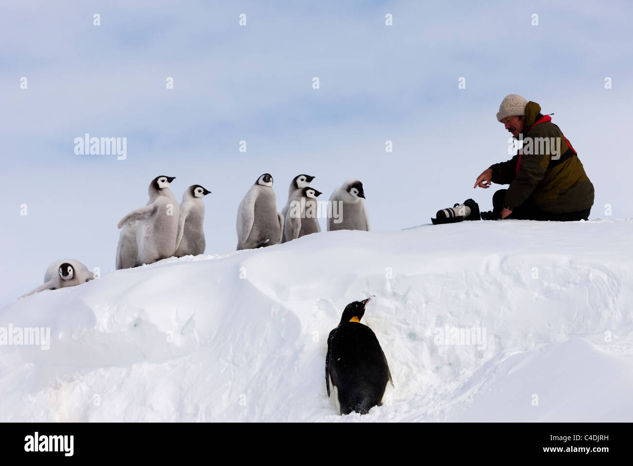 Drôle de voir des animaux sauvages photographe Jonathan Scott parle de manchot empereur cute Chicks on snow mound en Antarctique Banque D'Images