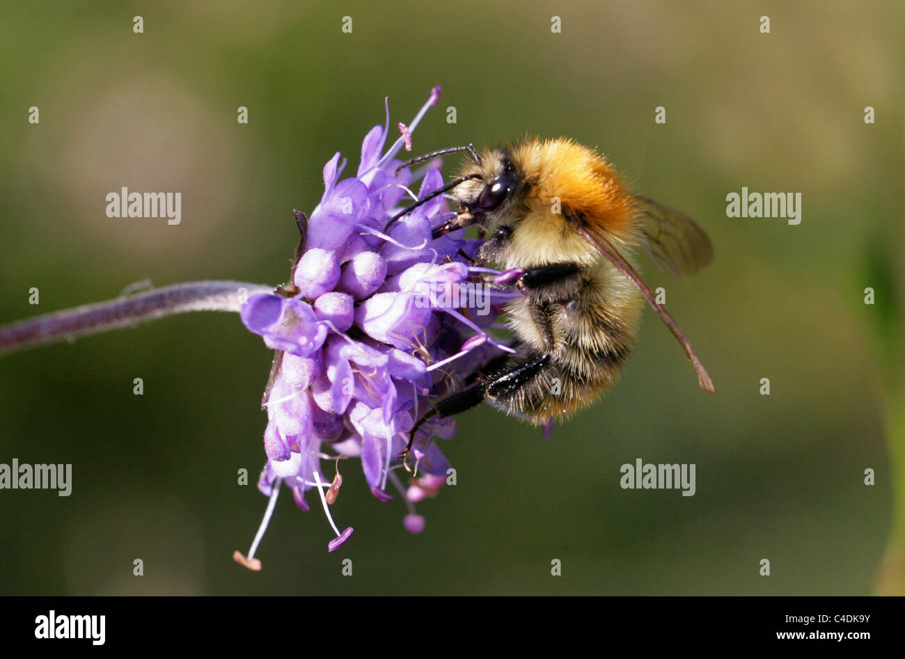 Carde commun, Bumblebee Bombus pascuorum, Apidae, Apoidea, Apocrita, Hyménoptères. Sur Devils bits Scabius. Banque D'Images