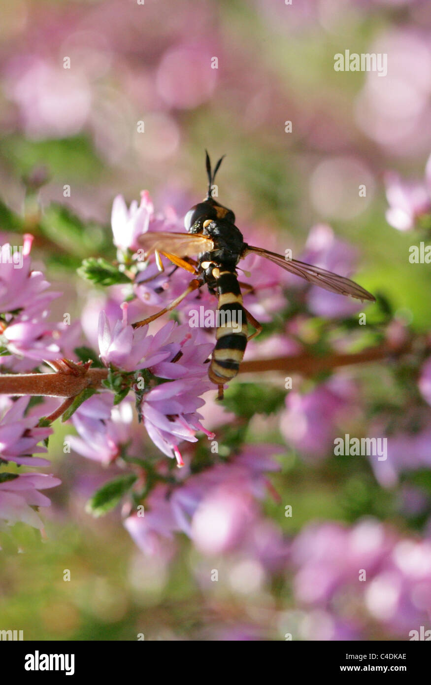 Conopid Fly Fly, guêpe ou à tête épaisse, mouche, Conopidae quadrifasciatus Conops, Diptères. Banque D'Images