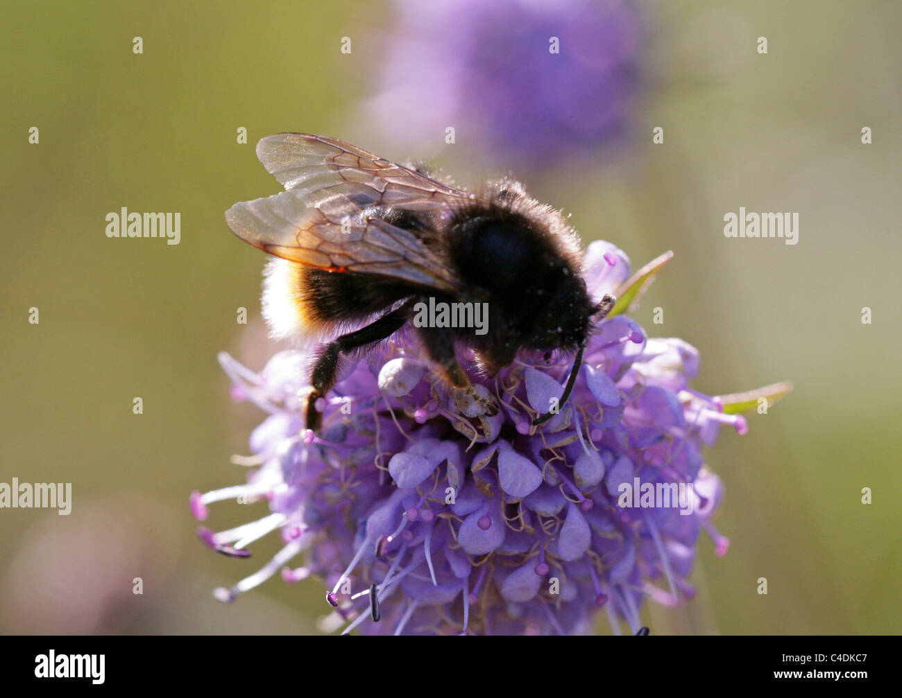 Cuckoo champ Bourdon (forme foncée), Bombus campestris, (Psithyrus), Apidae, Hyménoptères. Sur Devil's bits Scabius. Banque D'Images