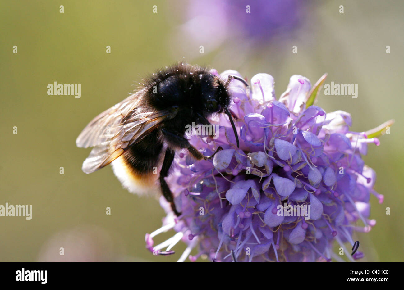 Cuckoo champ Bourdon (forme foncée), Bombus campestris, (Psithyrus), Apidae, Hyménoptères. Sur Devil's bits Scabius. Banque D'Images