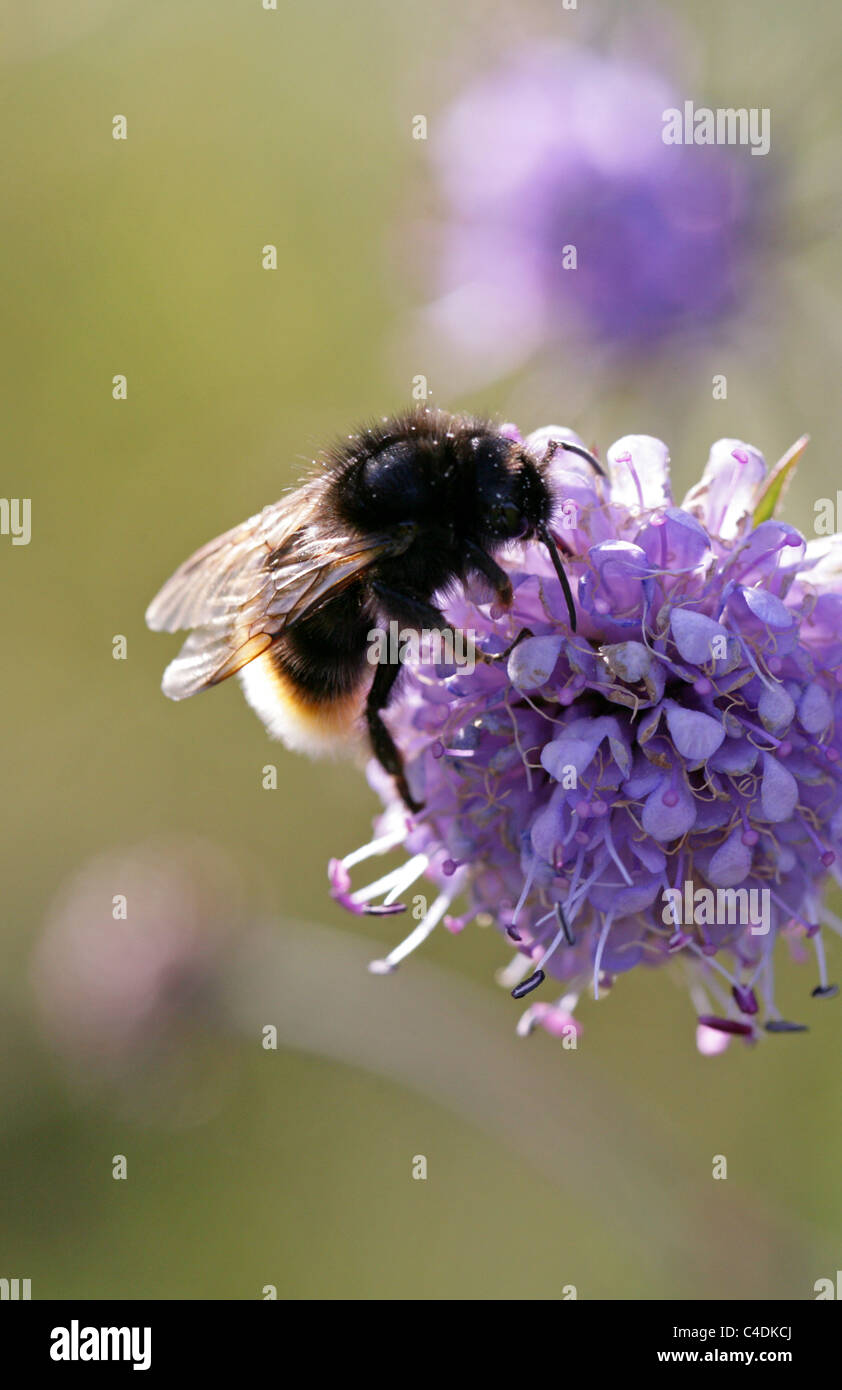 Cuckoo champ Bourdon (forme foncée), Bombus campestris, (Psithyrus), Apidae, Hyménoptères. Sur Devil's bits Scabius. Banque D'Images