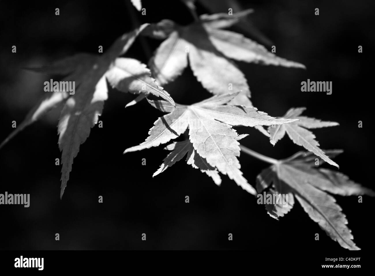 Une image en noir et blanc des feuilles d'un arbre illuminé par la lumière du soleil. Banque D'Images