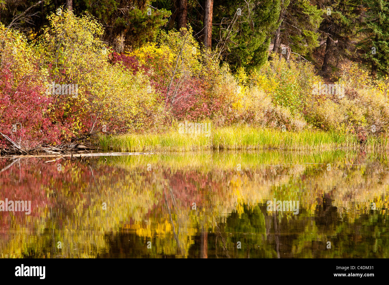 Arbustes habillé de feuillage d'automne le long de la rive du lac de Inez, Montana se reflètent dans l'eau calme. Banque D'Images