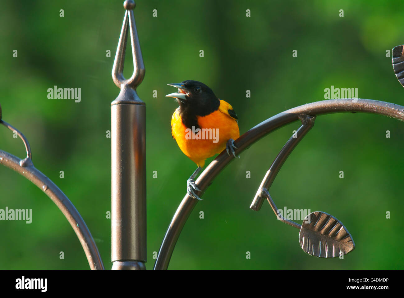 L'Oriole de Baltimore sur le convoyeur d'alimentation Banque D'Images