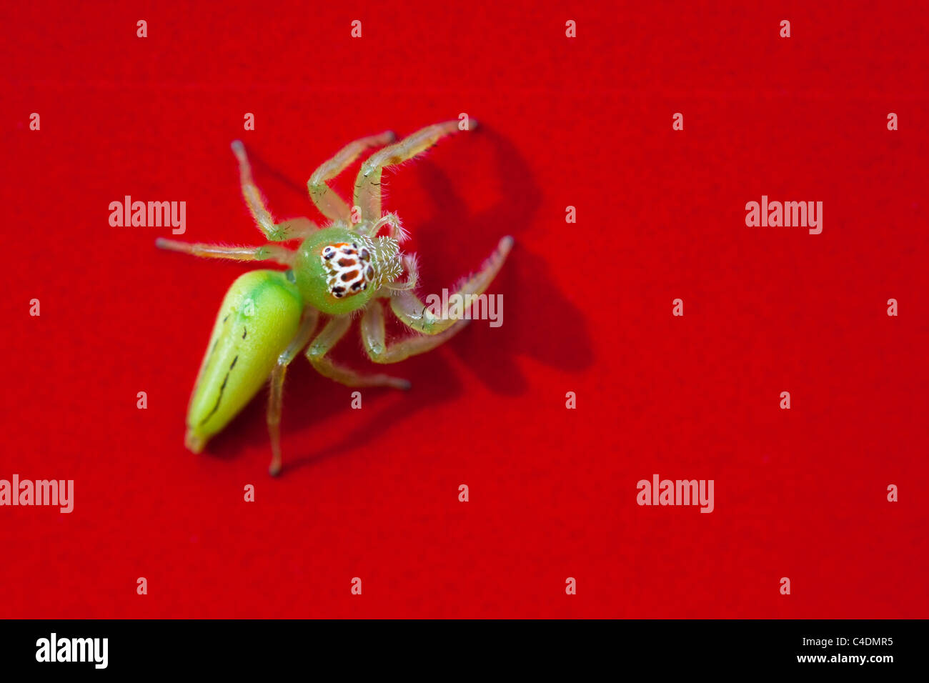 Green Spider sur la surface d'une voiture rouge Banque D'Images