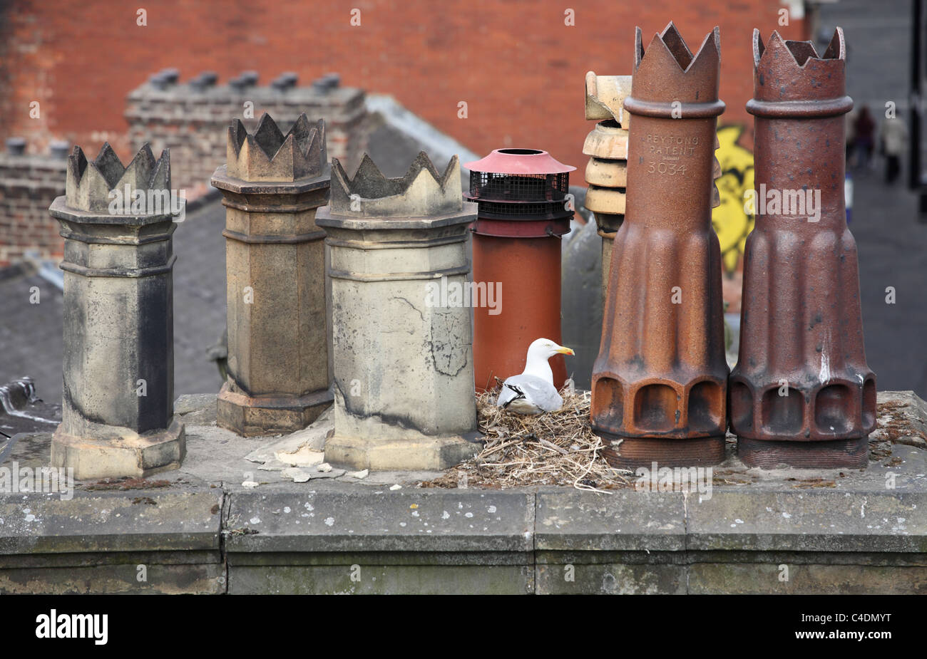 Un goéland argenté est assis sur son nid entre les pots de cheminée à Newcastle Upon Tyne, Angleterre Royaume-uni Banque D'Images