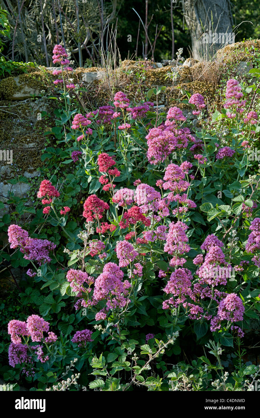 La valériane rouge ; Centranthus ruber croissant dans mur de pierre, Sheepscombe, Gloucestershire, Angleterre, Royaume-Uni, Grande Bretagne Banque D'Images