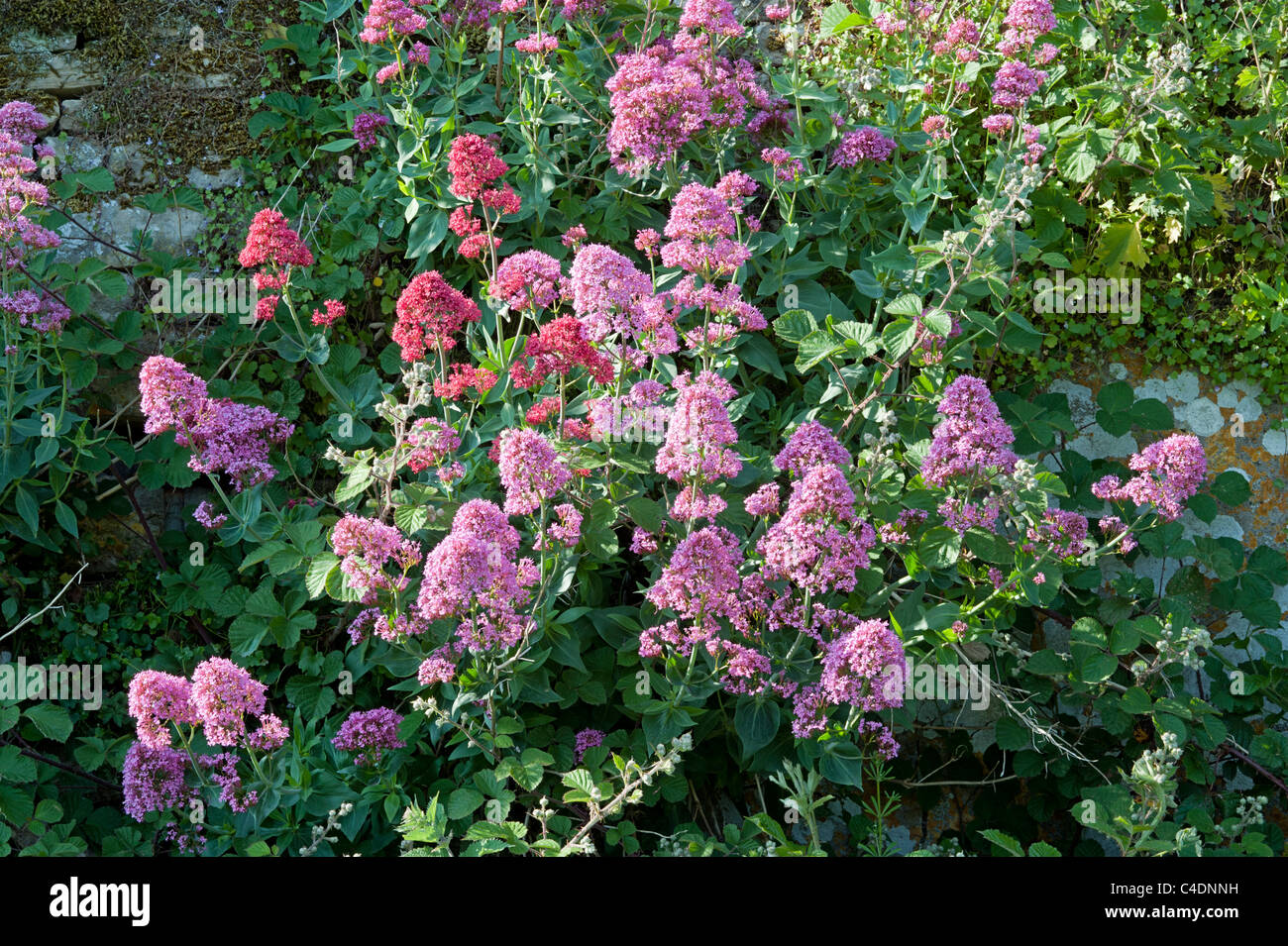 La valériane rouge ; Centranthus ruber, grandissant dans mur de pierre, Sheepscombe, Gloucestershire, Angleterre, Royaume-Uni, Grande Bretagne Banque D'Images