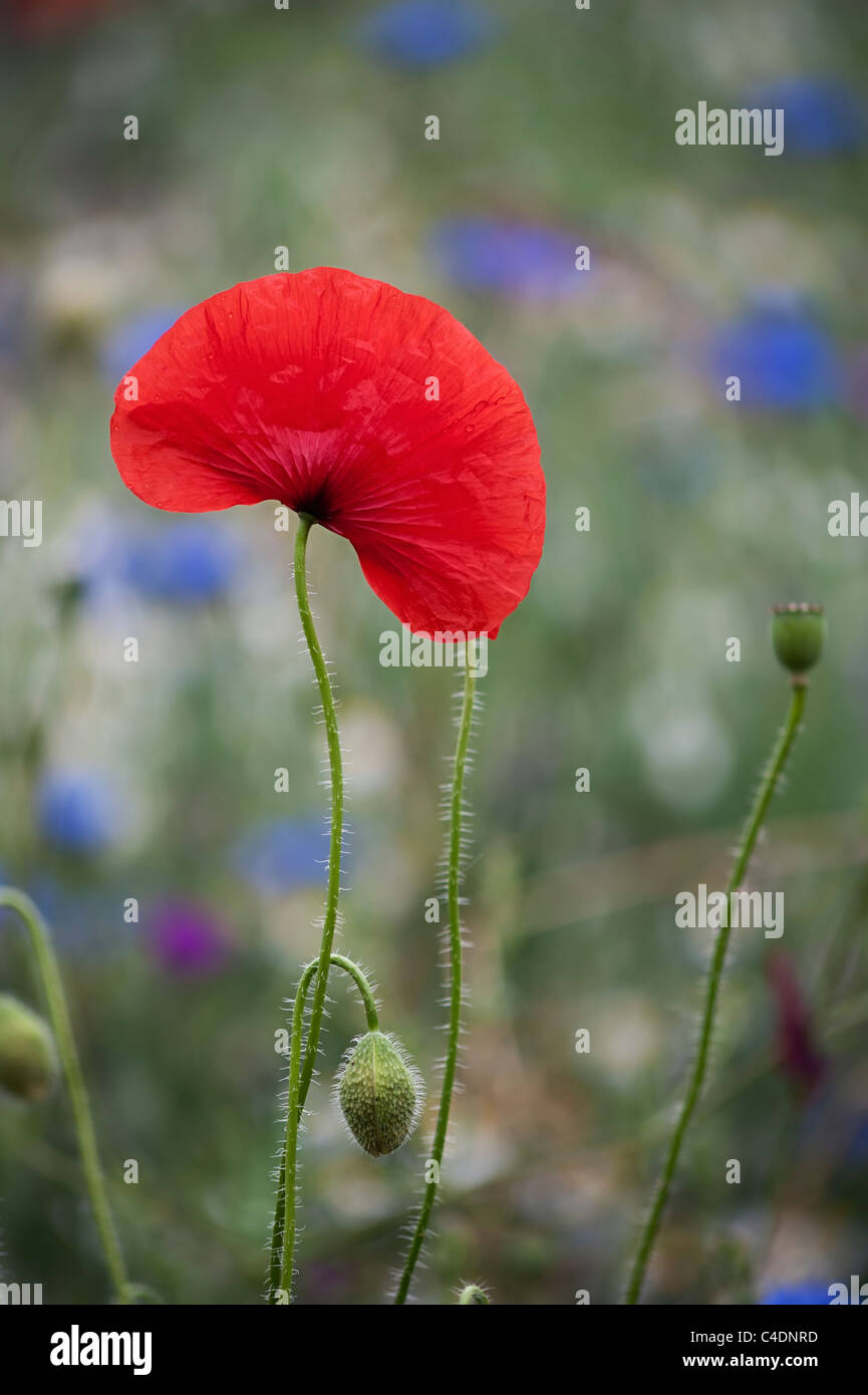 Papaver rhoeas coquelicot commun vue latérale avec camomille, fleur de maïs et la nielle en arrière-plan Banque D'Images