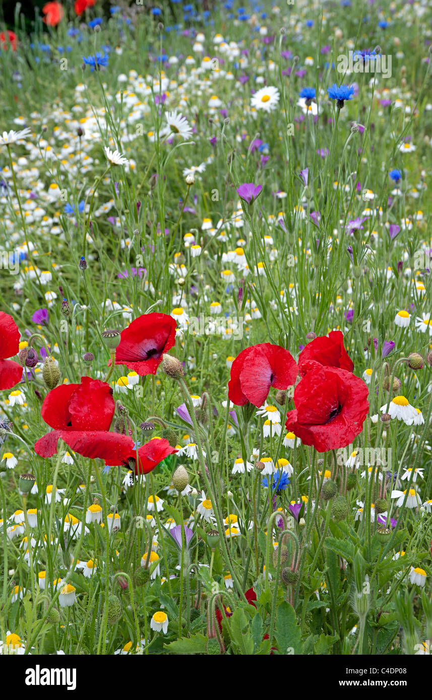 Papaver rhoeas coquelicot commun vue latérale avec camomille, fleur de maïs et la nielle en arrière-plan Banque D'Images