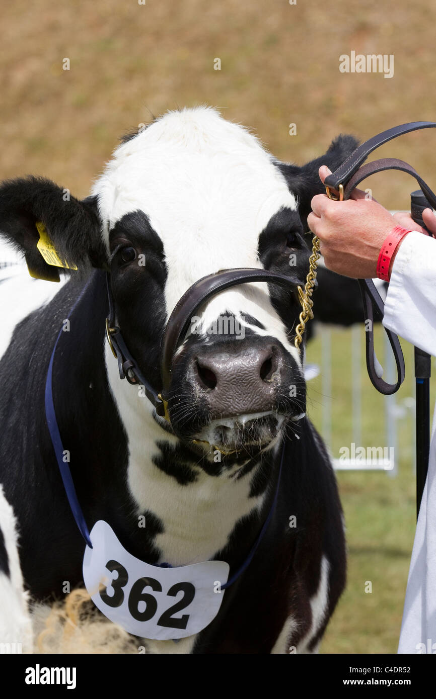 L'élevage de vaches Holstein génisse au 2011 Royal Cornwall Showground Événements & Expositions, Wadebridge, comté de Cornwall, UK Banque D'Images