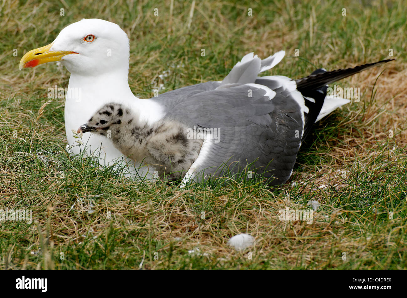 Un adulte moindre goéland noir avec un jeune poussin. Banque D'Images