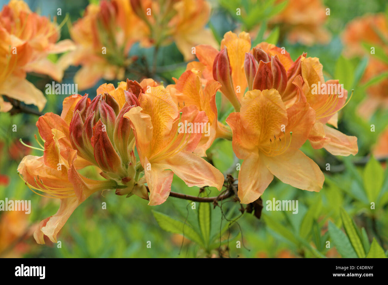 Rhododendron orange blossom Banque D'Images