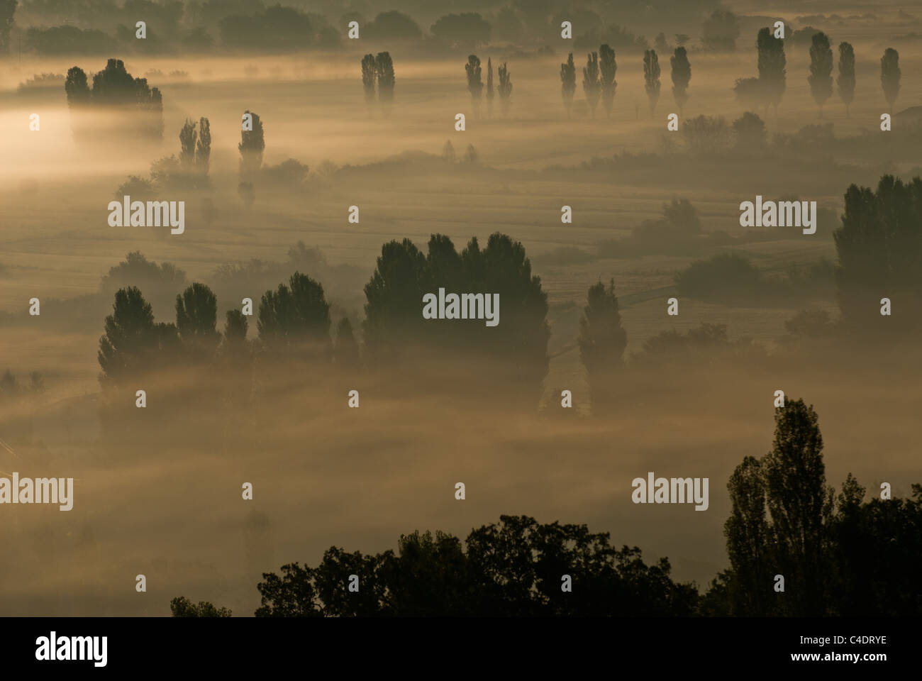 Early Misty morning sur les arbres dans la vallée de l'Ombrie, Italie. Banque D'Images