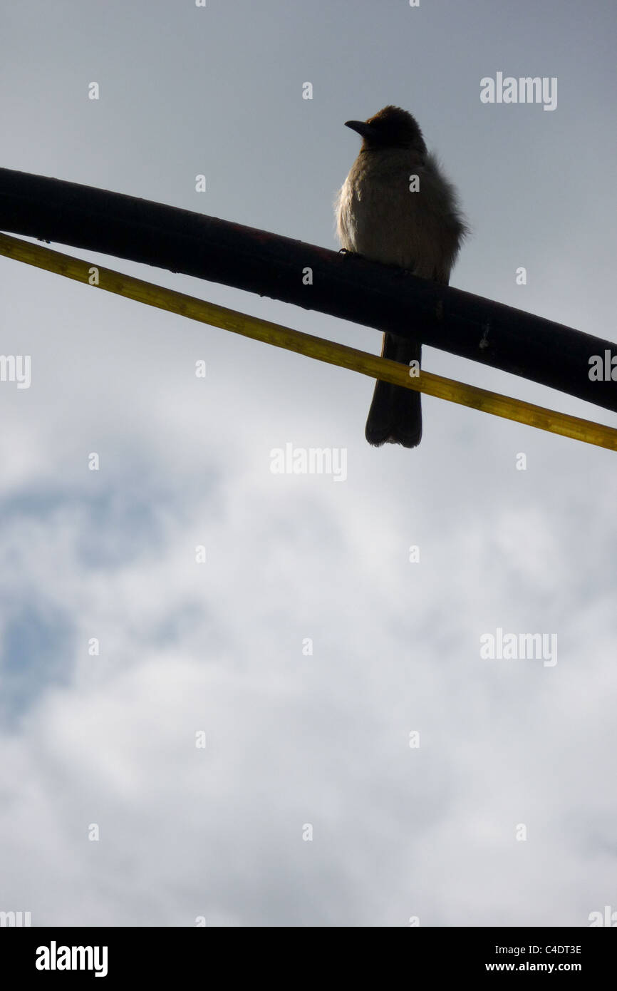 Ombre d'oiseaux punk avec un ciel bleu, Marrakech, Maroc, Afrique Banque D'Images