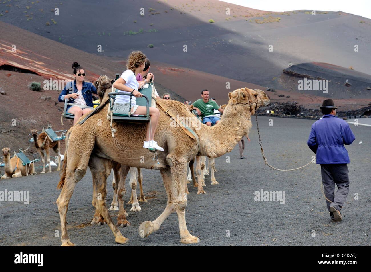 En chameau dans le Parque National de Timanfaya, Lanzarote, Canaries Banque D'Images