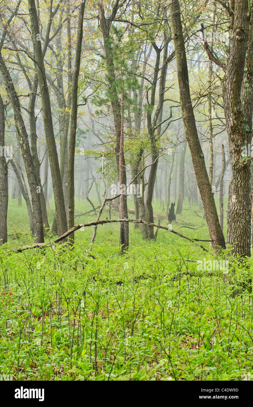 Brume du matin, le lac Huron, Pinery Provincial Park, Ontario, Canada Banque D'Images