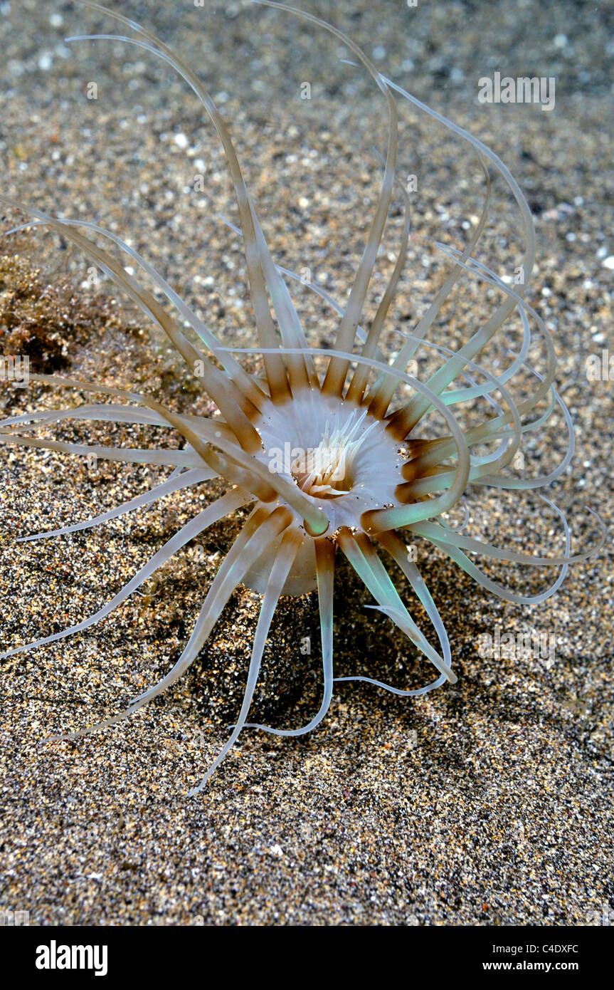 Anémone tubicoles (Isarachnanthus maderensis) dans des fonds marins de sable Banque D'Images