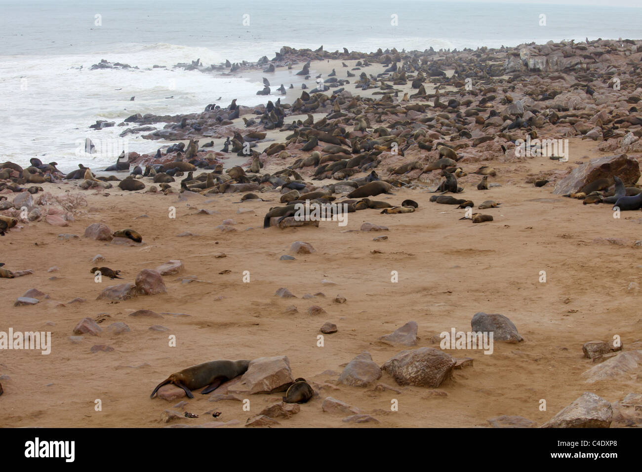 Cap (Arctocephalus pusillus pusillus) à la colonie de phoques de Cape Cross sur la côte atlantique, la Namibie. Banque D'Images