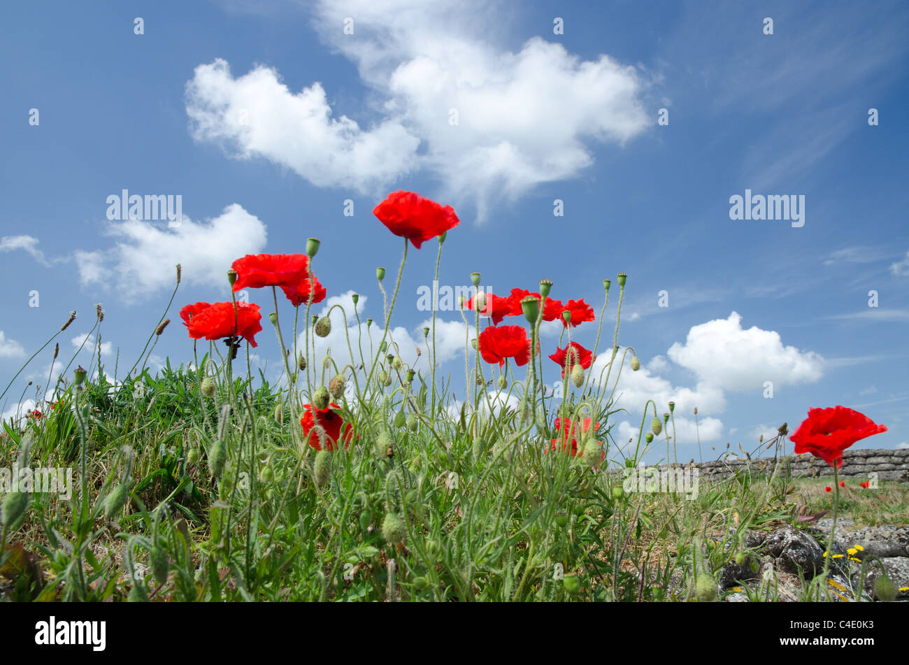 Des coquelicots sauvages contre le ciel bleu, Première Guerre mondiale tranchée, Flandre Banque D'Images