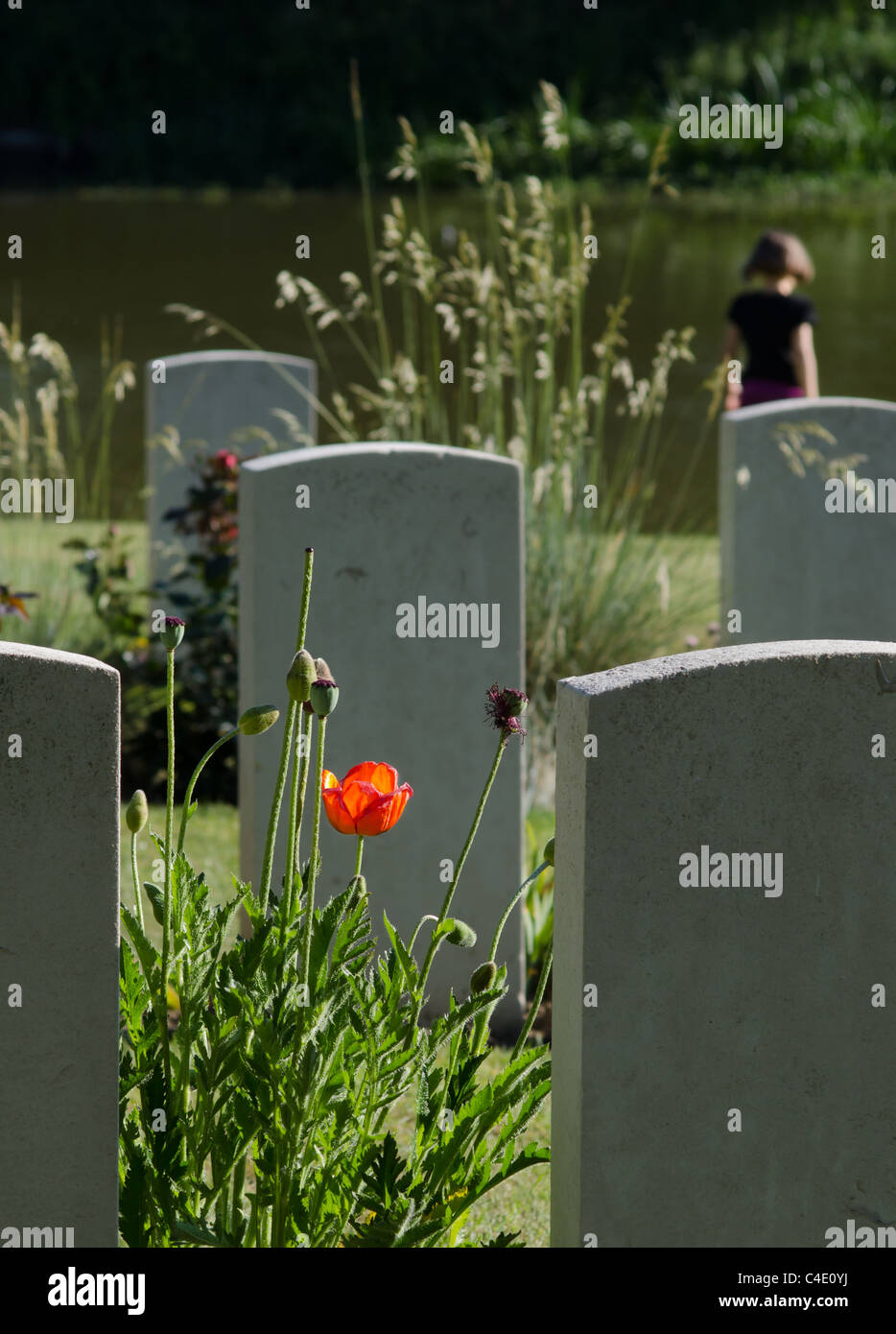 Coquelicot avec des pierres tombales dans Ramparts cemetery, Ypres Banque D'Images