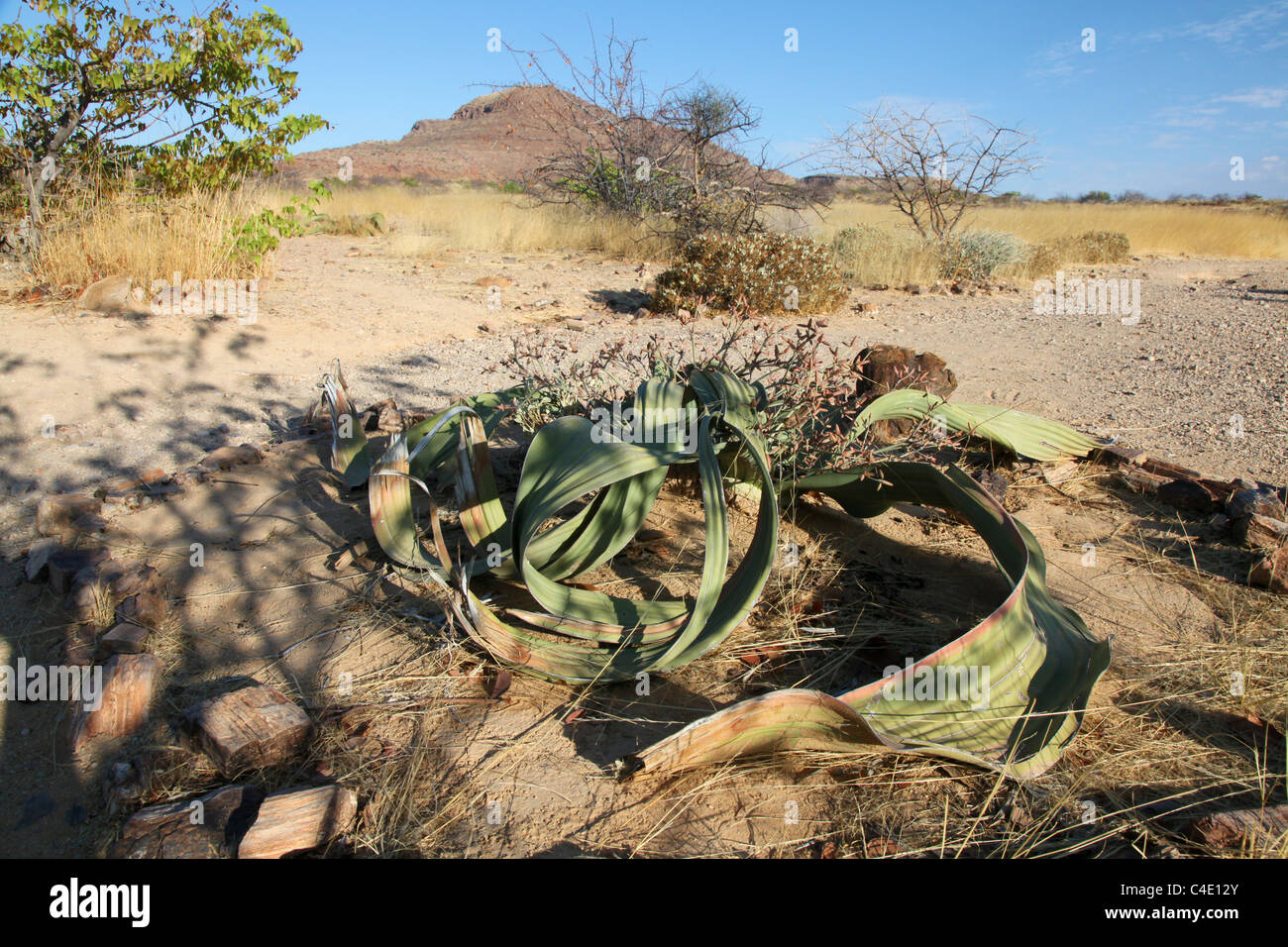 L'ancienne usine Welwitschia Welwitschia mirabilis (.), Damaraland, Namibie Banque D'Images