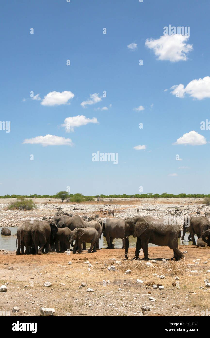 L'éléphant africain (Loxodonta africana) à un étang dans le parc national d'Etosha, Namibie Banque D'Images
