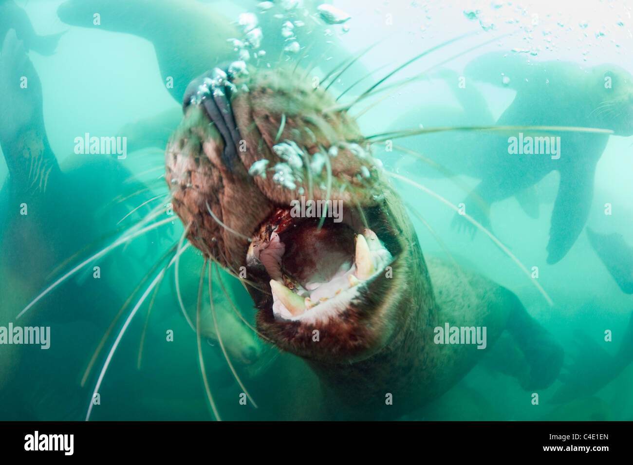Lion de mer de Steller, ou Otarie de Steller, ou lion de mer du Nord, Eumetopias jubatus, Columbia Bay, Alaska ( Prince William Sound ) Banque D'Images