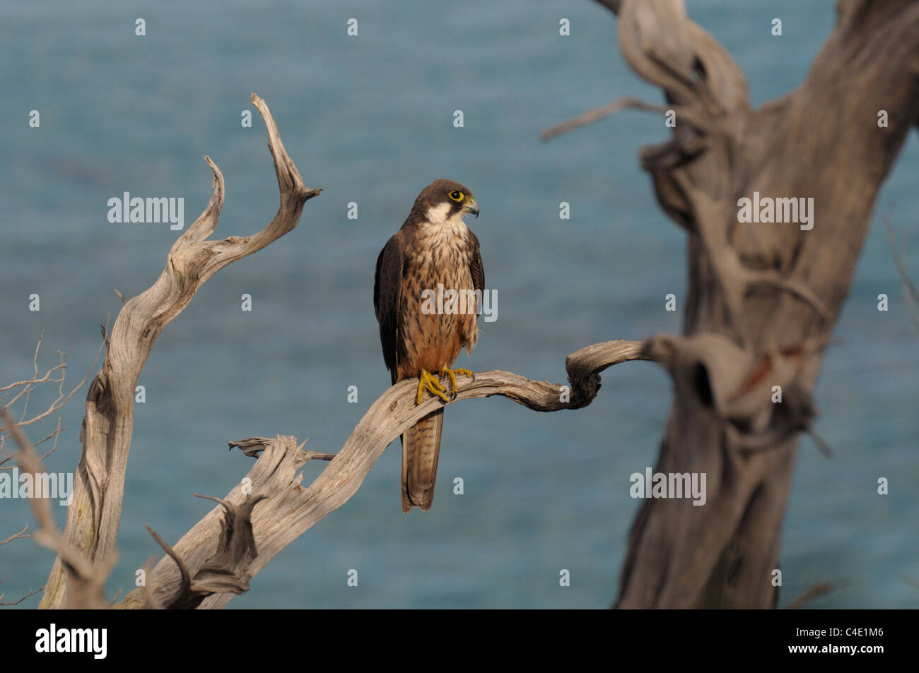 Eleonora's falcon, rare oiseau de proie sur un perchoir dans la côte de la Sardaigne, Italie, Europe Banque D'Images