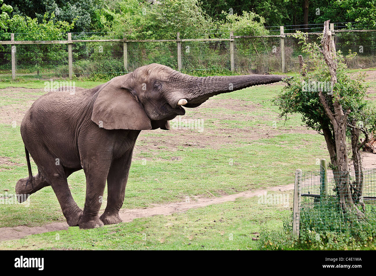 L'éléphant au West Midlands Safari Park Banque D'Images