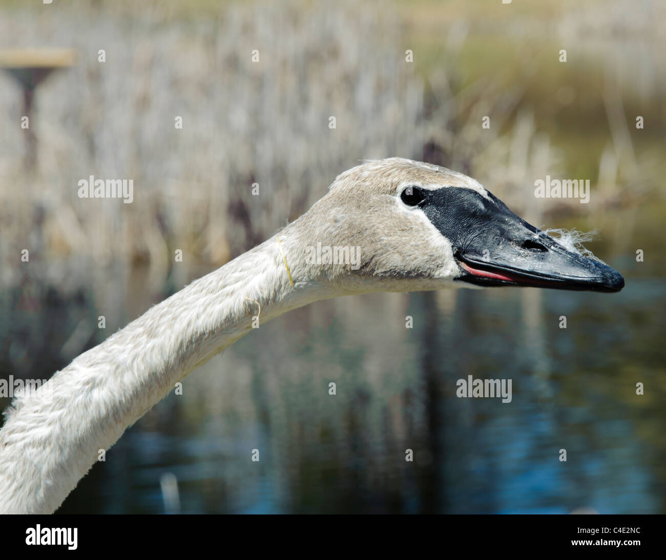 Le Cygne, une partie de la Swan Projet de restauration de l'ouest du Montana, attend d'être libéré près de Ovando Montana. Banque D'Images