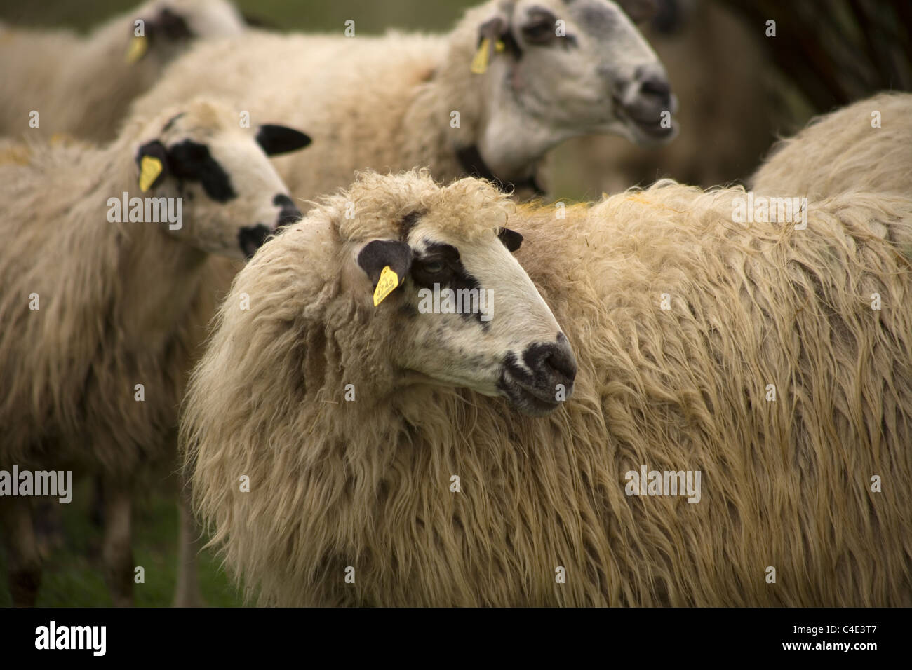 Moutons paissent dans une ferme à Rabanal del Camino, village situé dans le chemin qui mène à Santiago de Compostela, Espagne. Banque D'Images