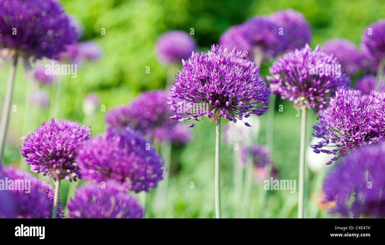 Allium hollandicum 'Purple Sensation'. L'Oignon à fleurs ornementales RHS Wisley Gardens, Angleterre Banque D'Images