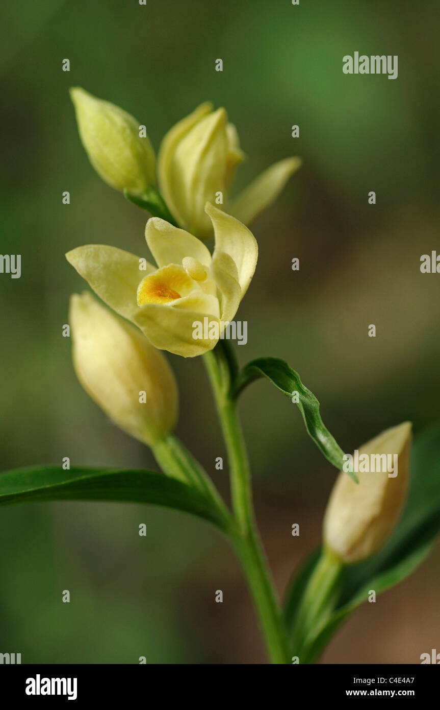 Cepahalanthera helleborne blanc, Damasonium, orchidée terrestre, Orchidaceae Banque D'Images