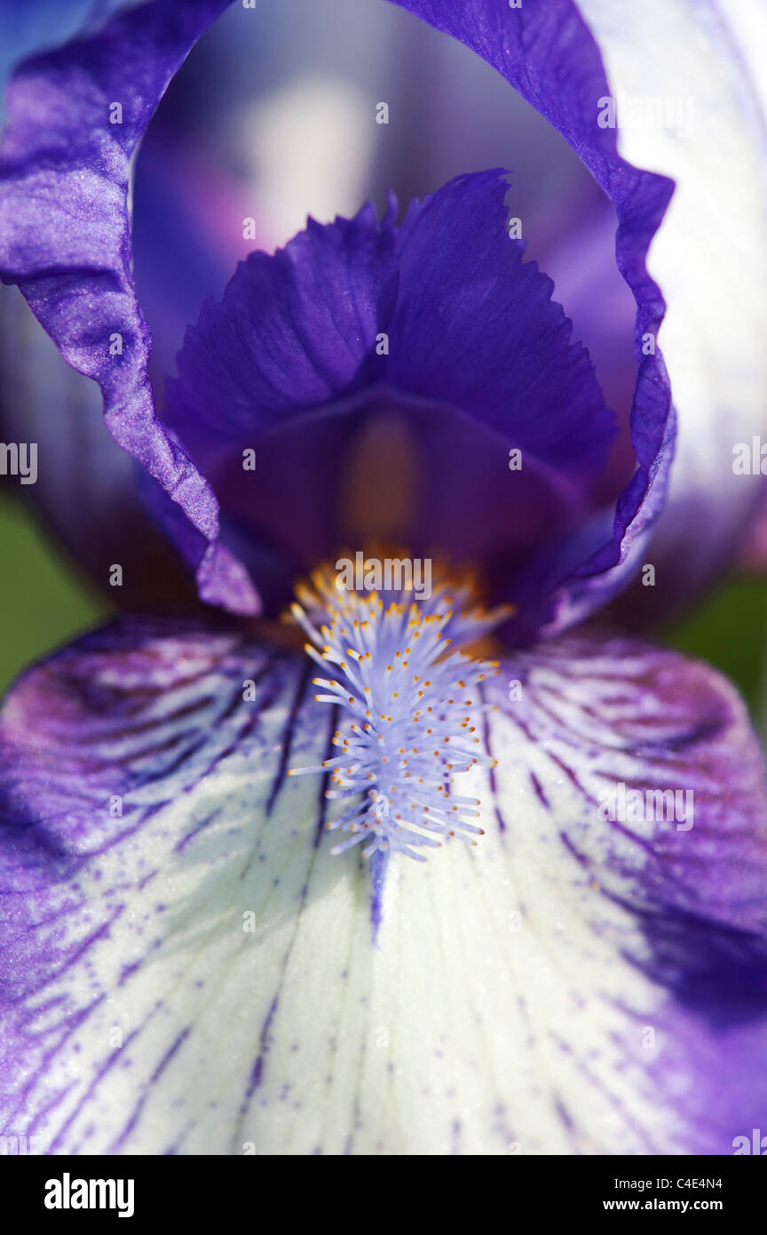 Iris intermédiaires' artic fancy' Fleur Banque D'Images
