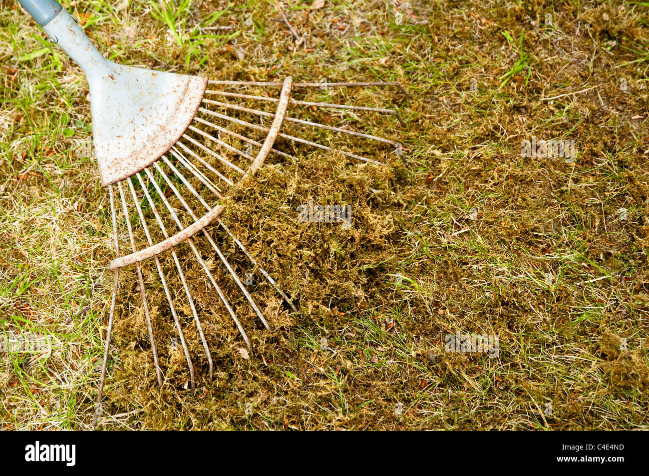 Scarification - dépose de la mousse d'un jardin pelouse / gazon à l'aide  d'un râteau scarificateur. UK Photo Stock - Alamy