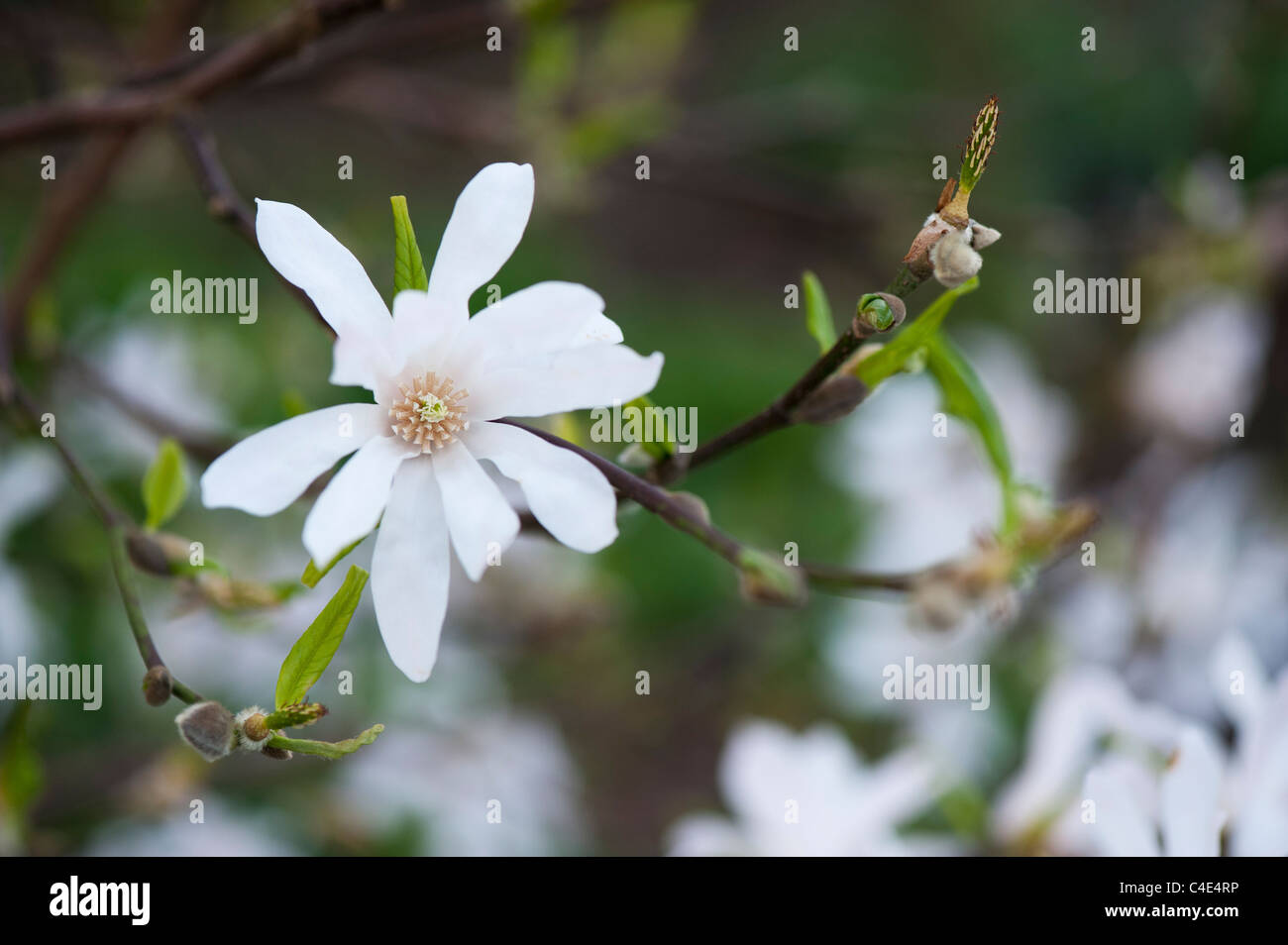 Magnolia x loebneri 'leonard messel' Fleur Banque D'Images