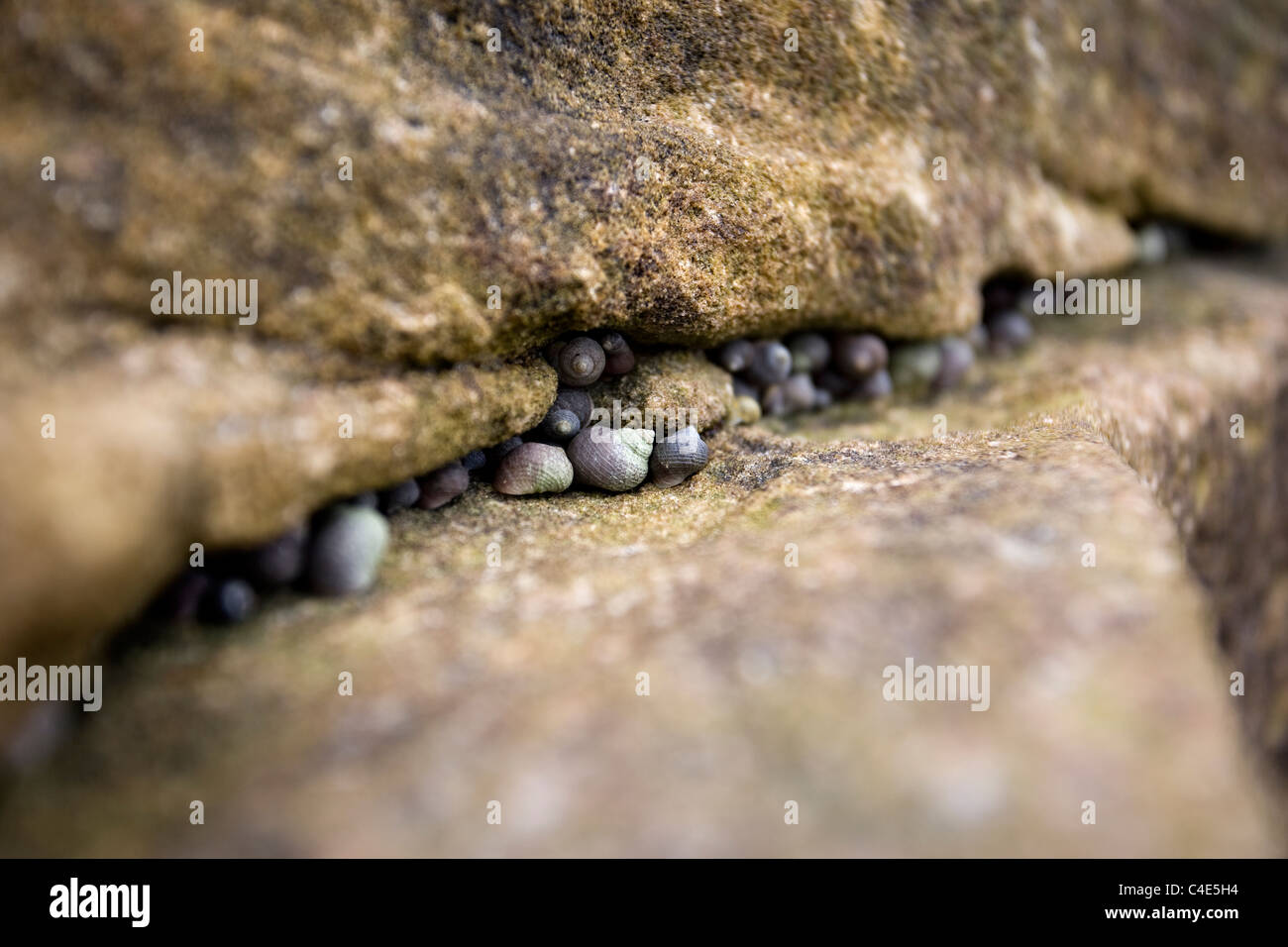 Escargots de mer dans la roche, Runswick Bay, East Coast Yorkshire, Angleterre Banque D'Images