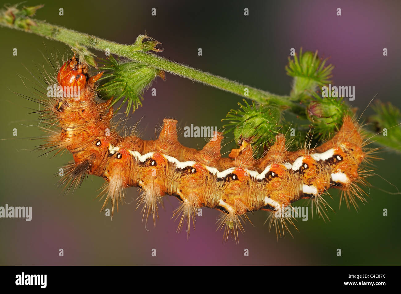 Acronicta Rumicis sur brin d'herbe Banque D'Images