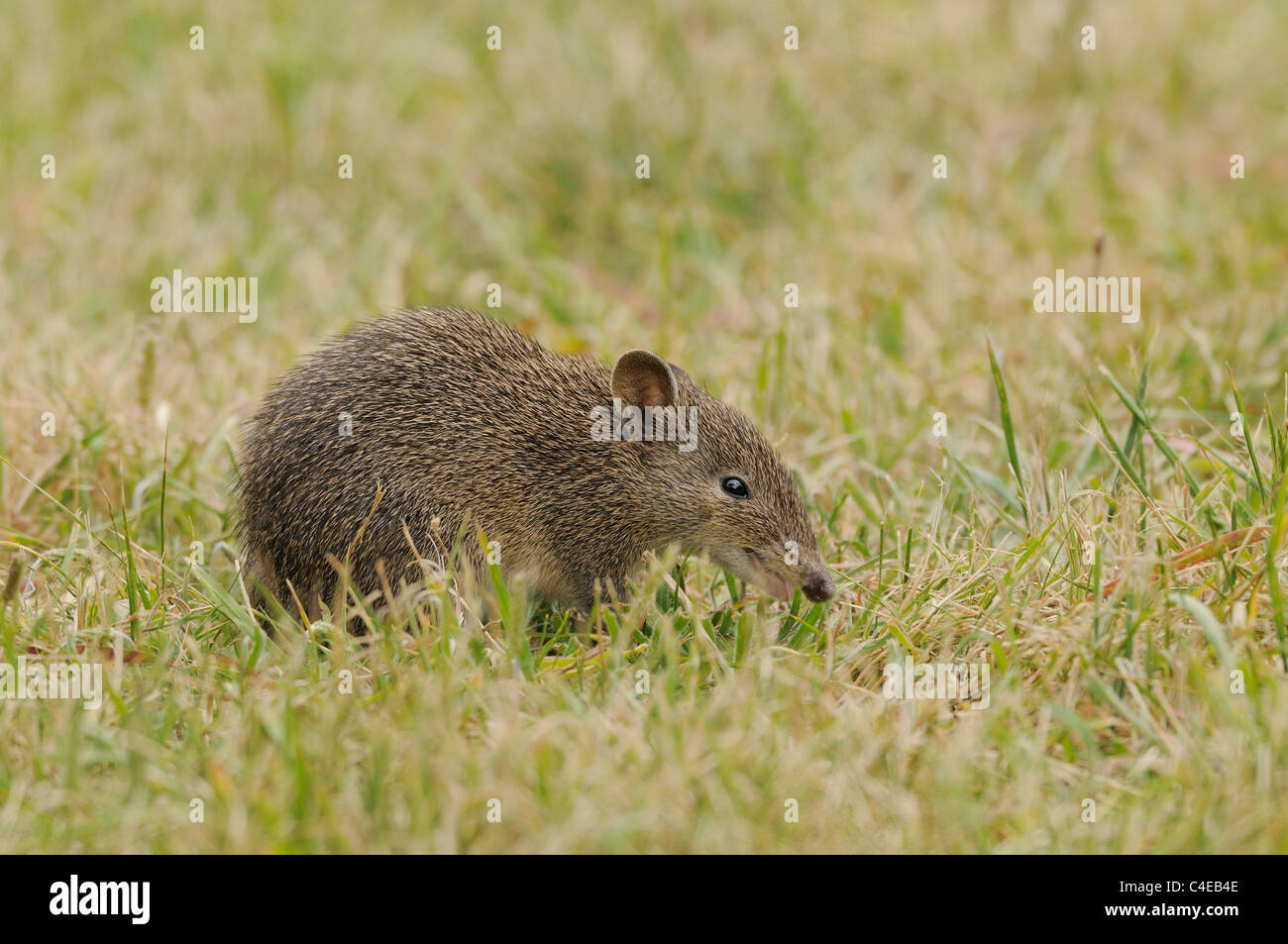 Le sud de Brown Bandicoot Isoodon obesulus photographié en Tasmanie, Australie Banque D'Images