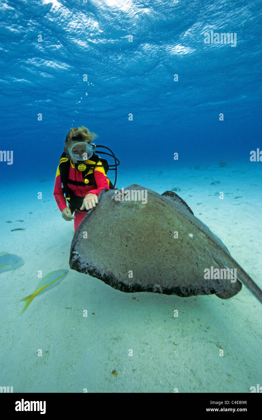 Scuba Diver (femme) touch a southern stingray (Dasyatis americana), Stingray city, dans les îles, la mer des Caraïbes Banque D'Images