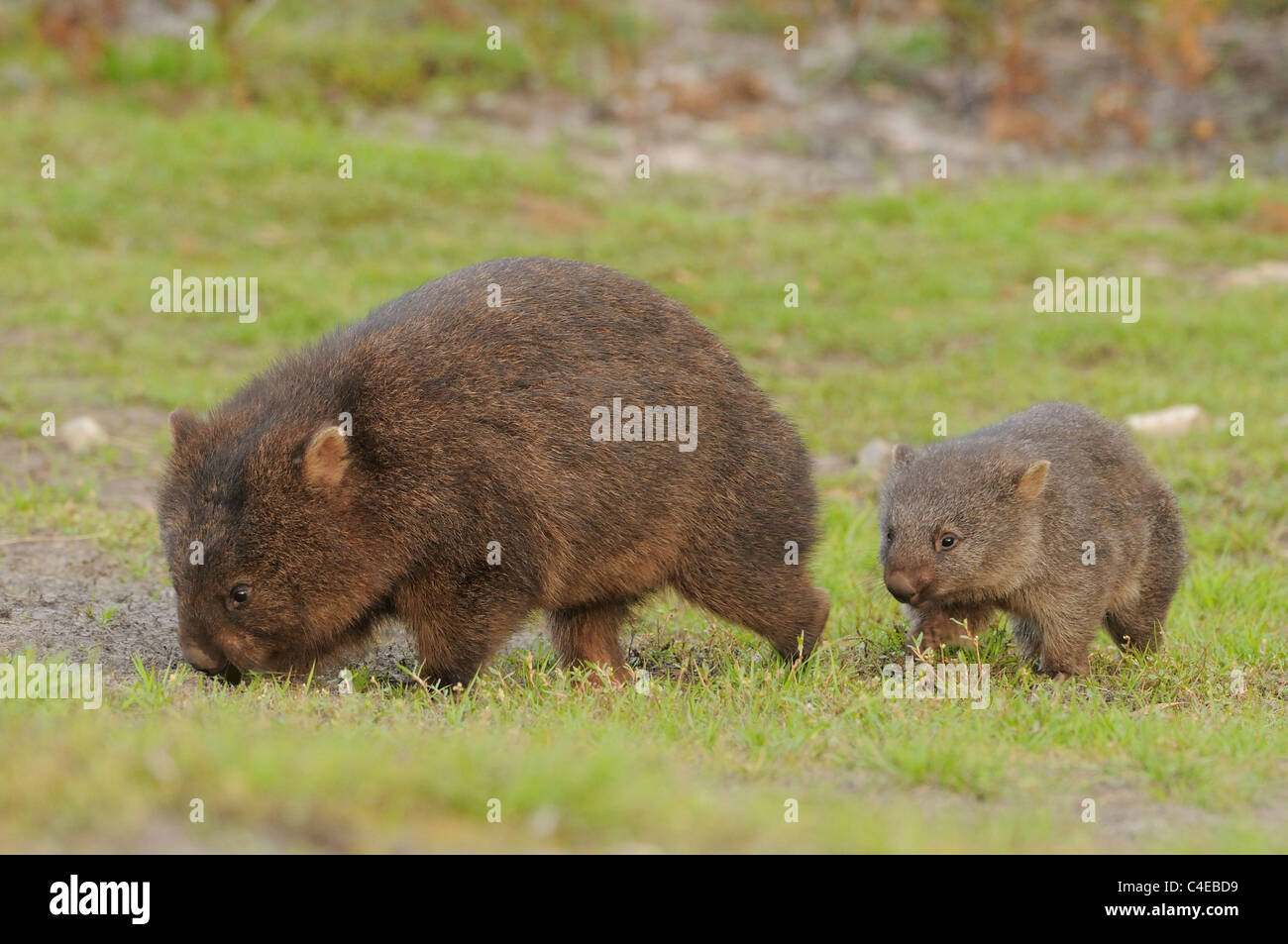 Wombat Commun Vombatus Ursinus La Mère Et Lenfant Photographié En Tasmanie Australie Photo 8019