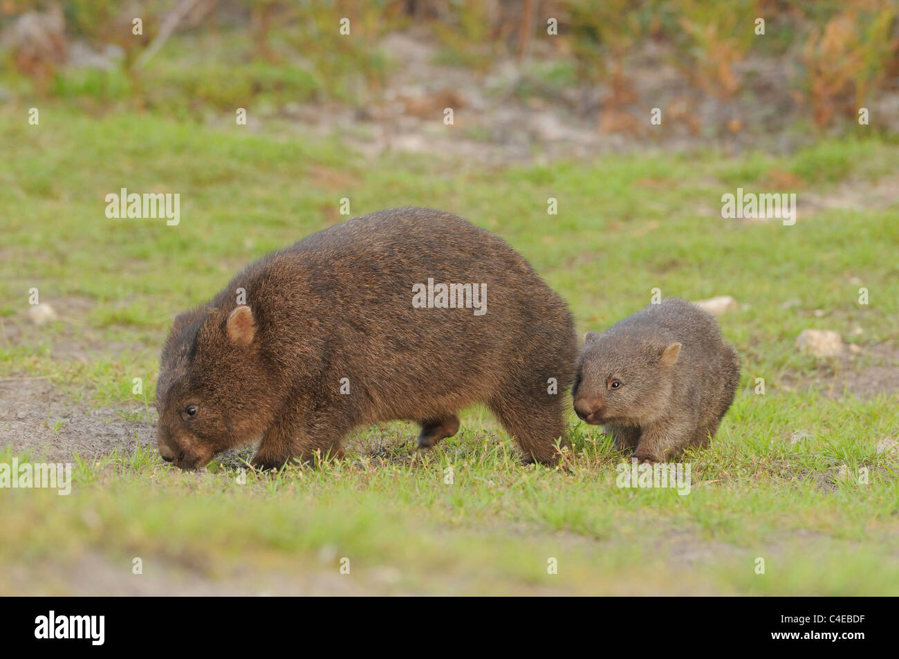 Wombat commun Vombatus ursinus la mère et l'enfant photographié en Tasmanie, Australie Banque D'Images